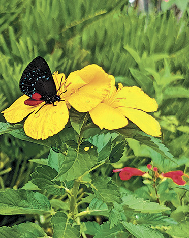 Garden Club of Cape Coral | Pollinator safe? Or deadly?